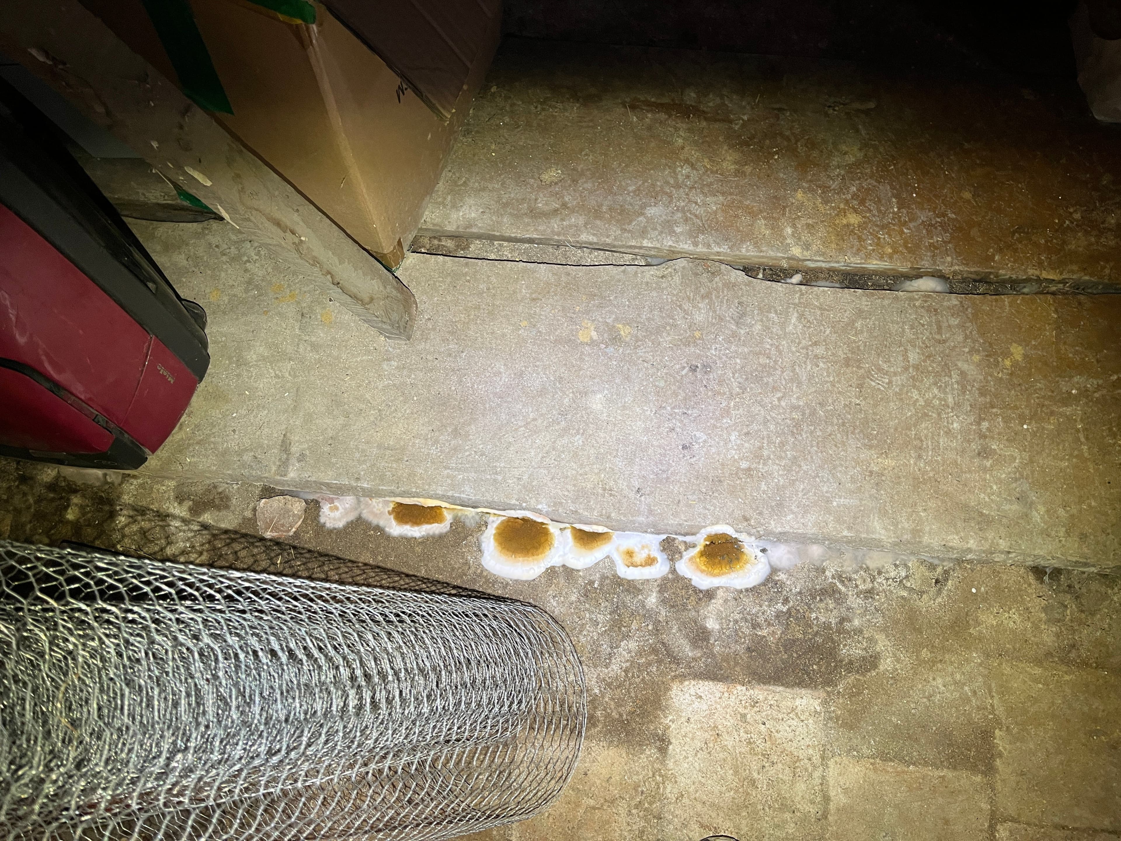 Carpophores de merule dans une cave a Alencon