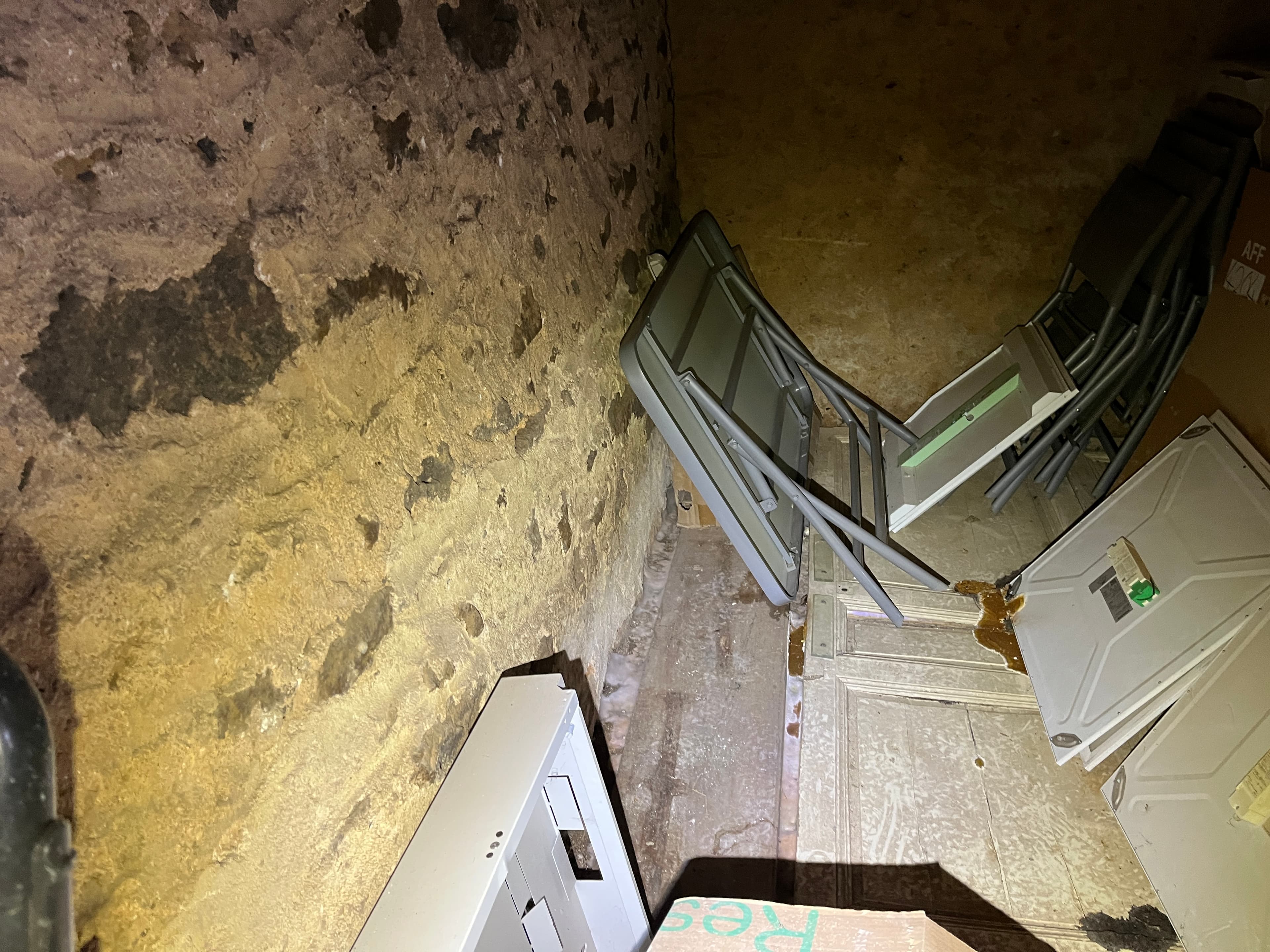 Mycelium de merule sur mur de cave a Alencon
