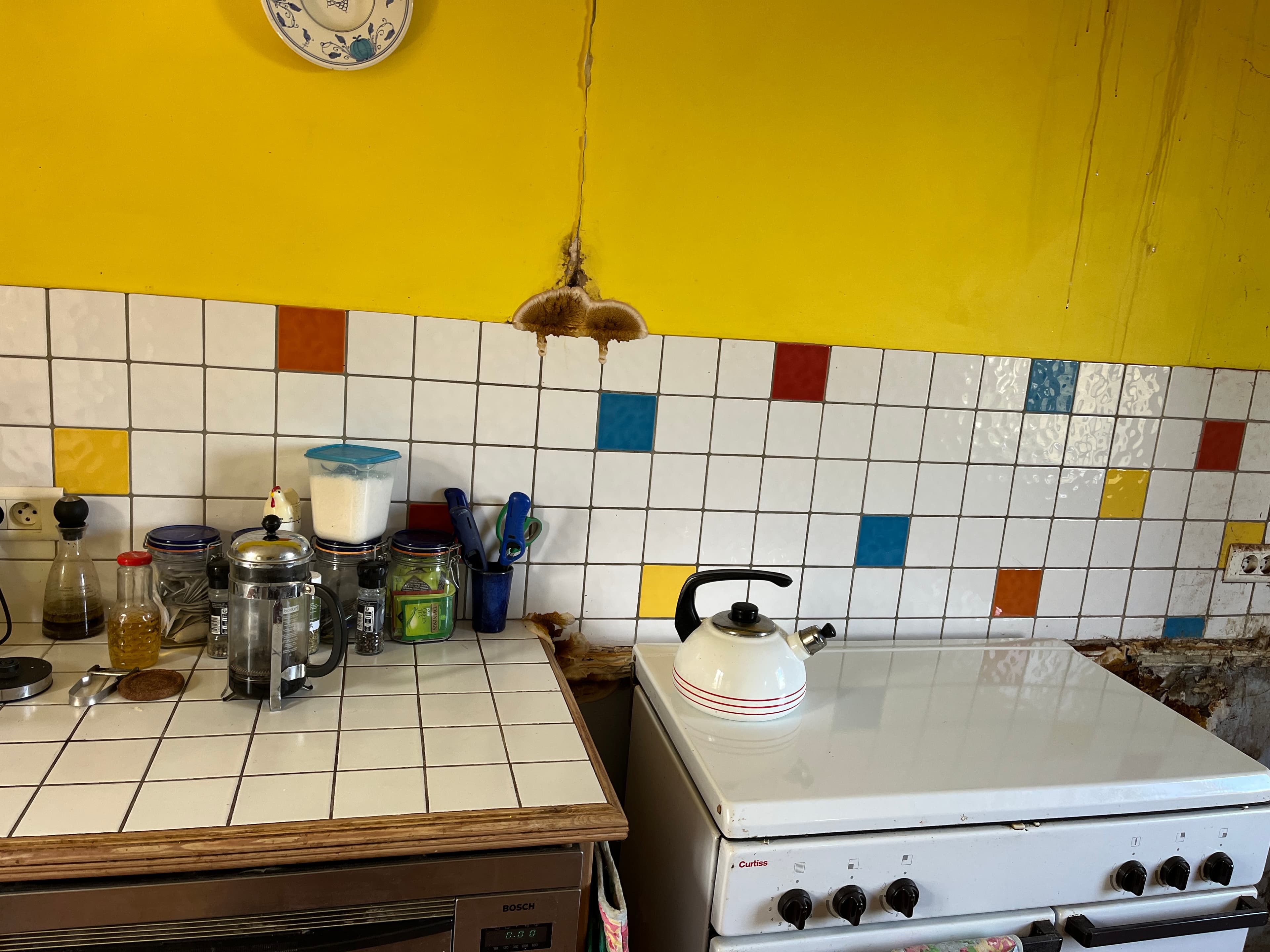 Merule visible sur le mur d'une cuisine - champignon sortant du carrelage