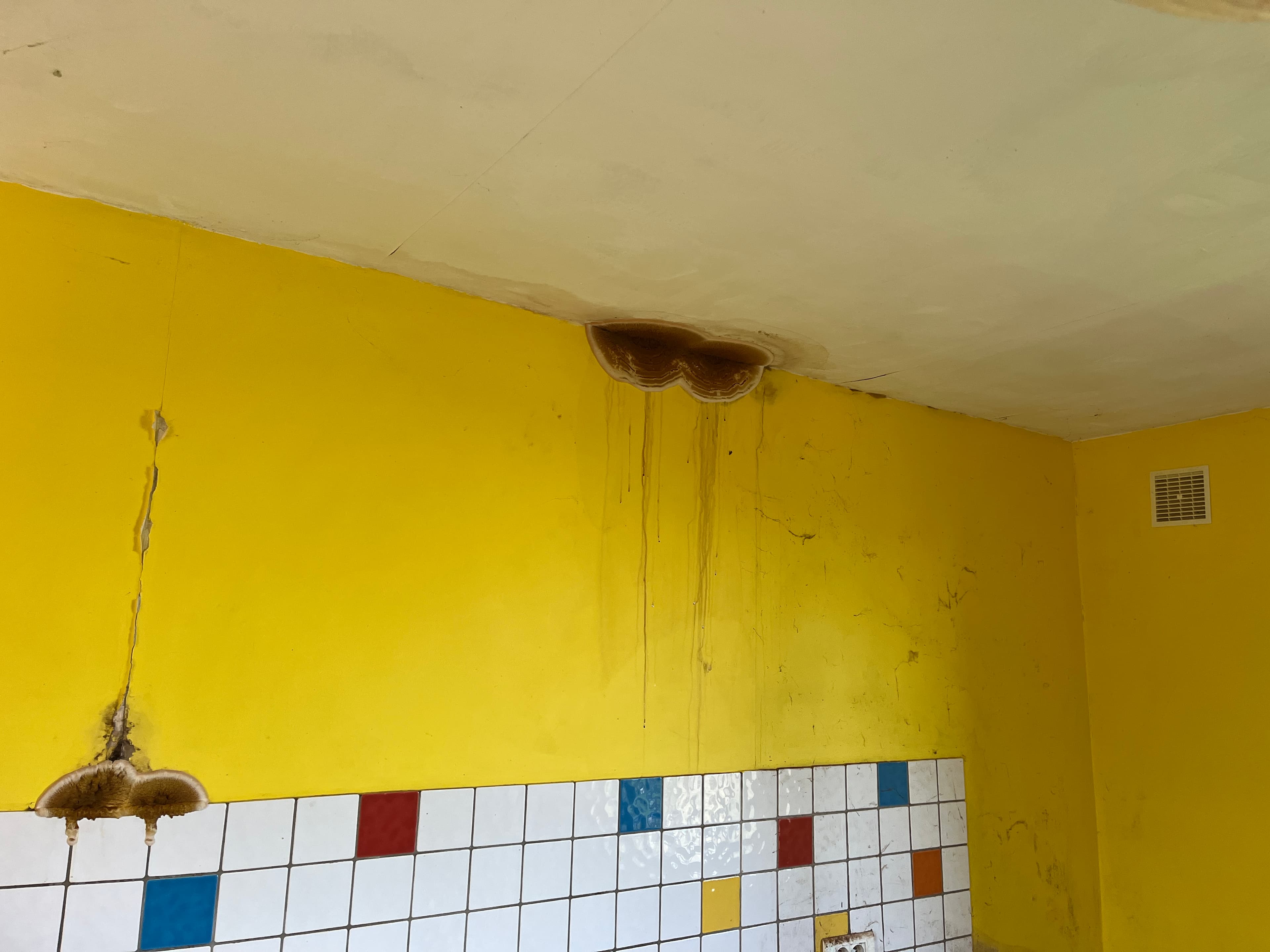 Merule au plafond d'une cuisine - champignon brun caracteristique